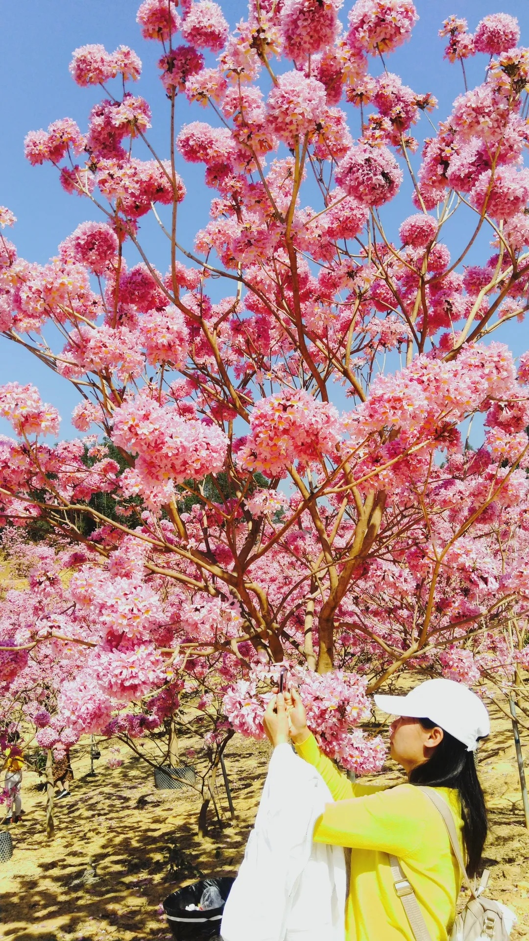 江门紫风铃花比去年提前了约20天,12月15日开园