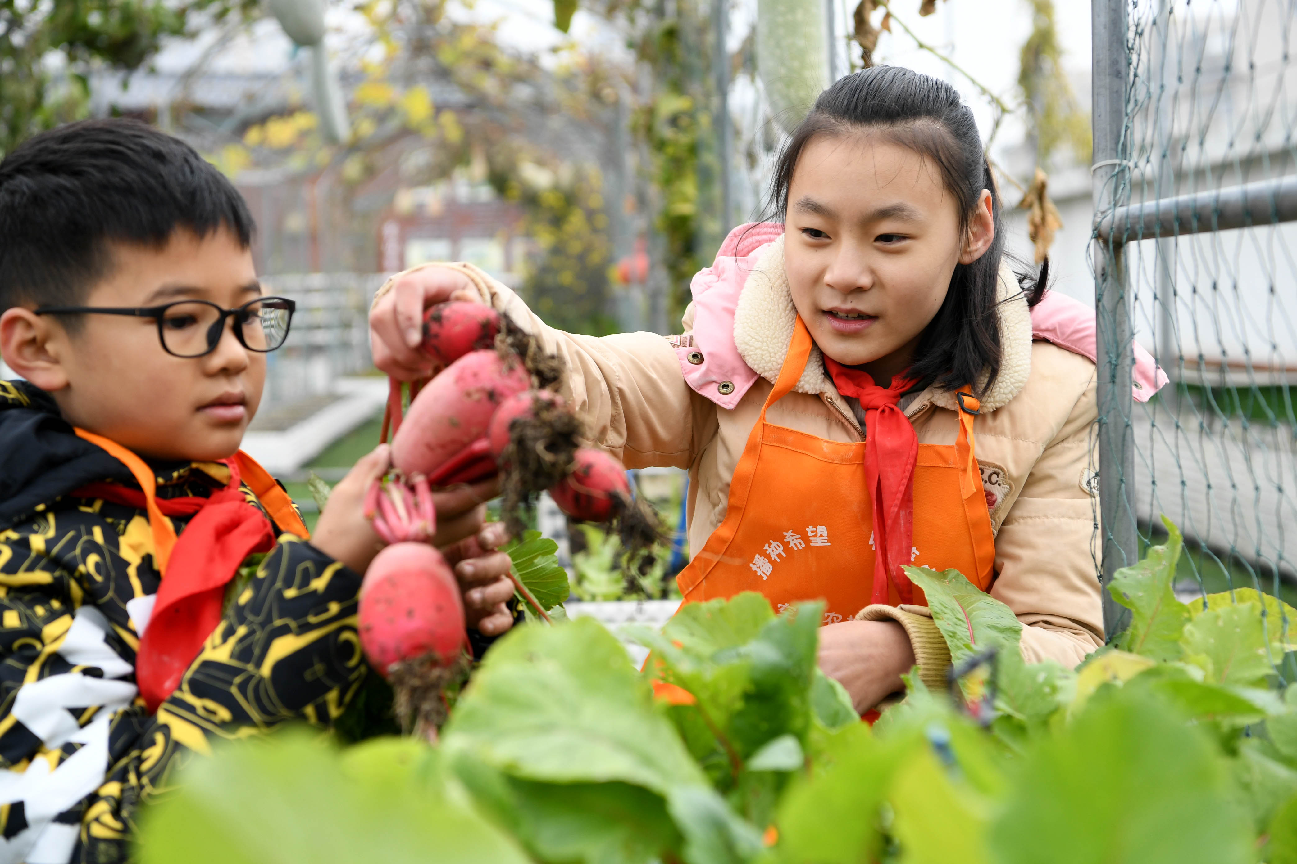校园"空中农场" 体验农耕乐趣(2)