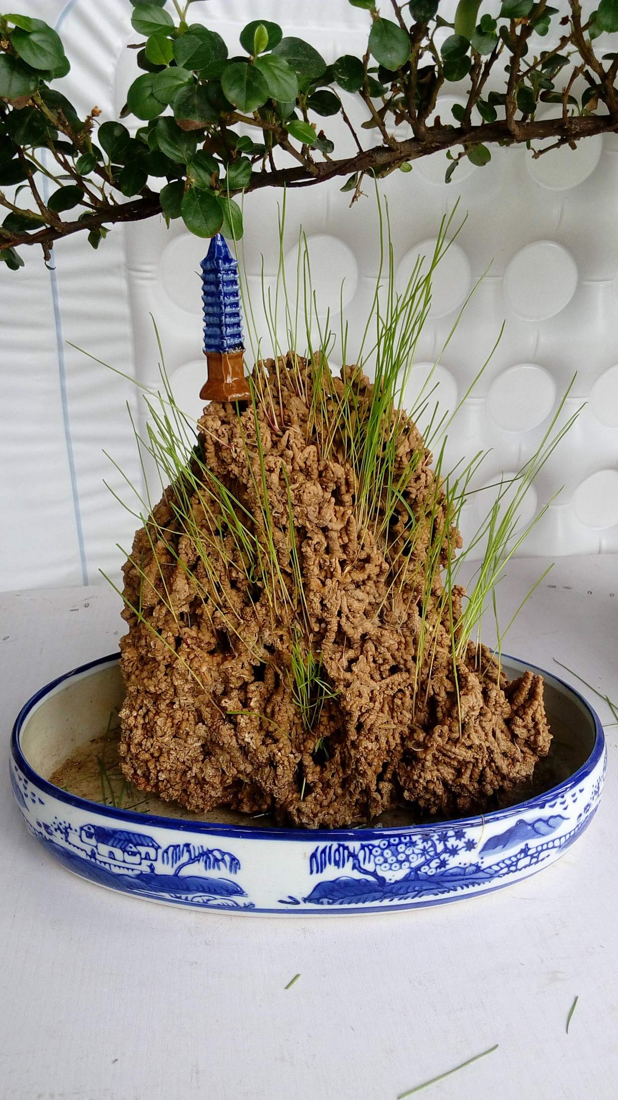 吸水石上的草籽怎么种