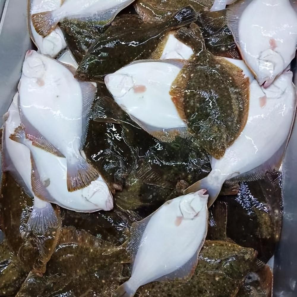 浙江宁波钓鱼人钓到80斤沙板鱼,卖9000块,不好吃还能卖这么贵?