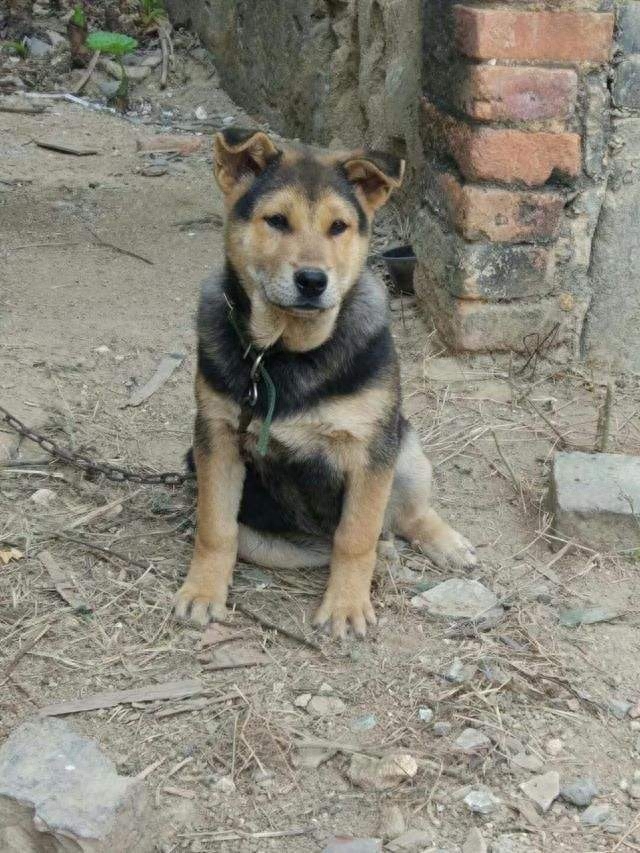 回顾95年程鹏案7年之间杀6人被抓后为何他的狗也被判了死刑