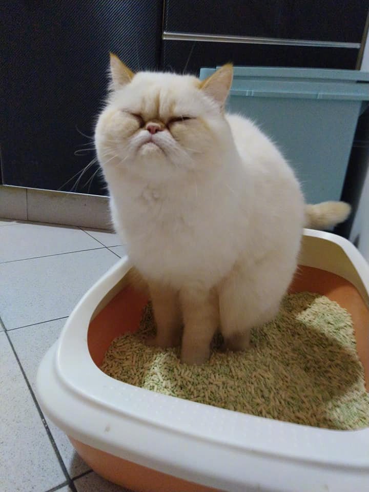 猫咪便便臭是怎么回事?这些原因要了解