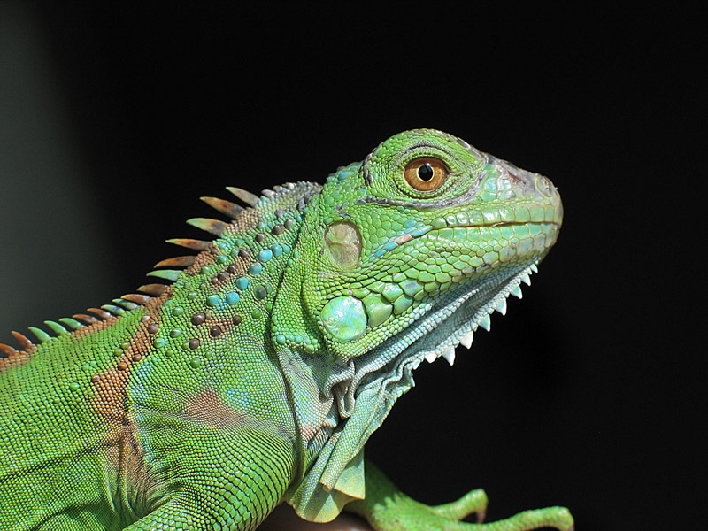 世界十大最著名的蜥蜴