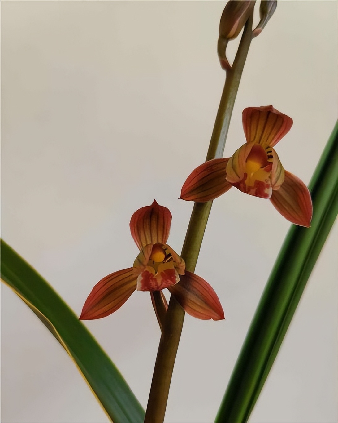 四季兰名花——东方红荷,花型正格,花色水红,香气轻松飘满园