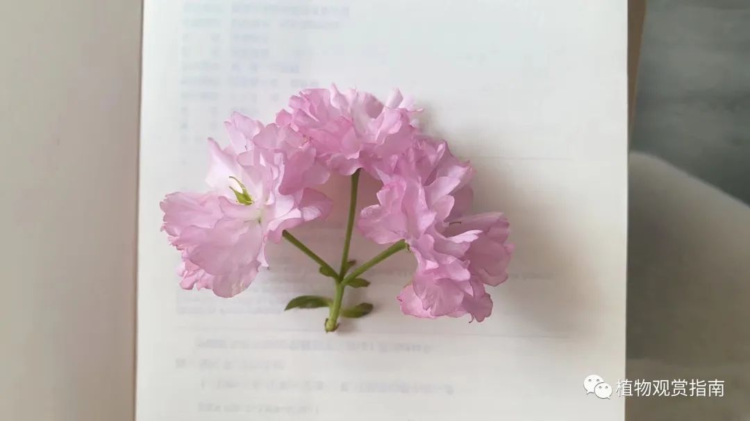 双被花(有明显的花萼和花瓣)离瓣花 (花瓣和花瓣之间是分离的)子房