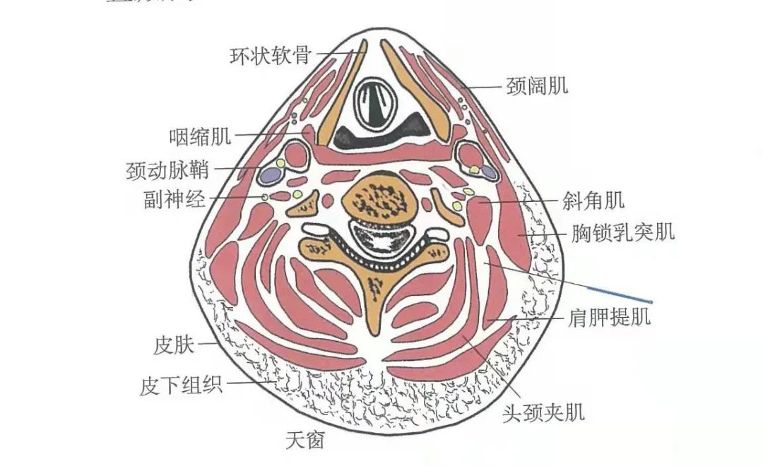 劲动脉鞘图片