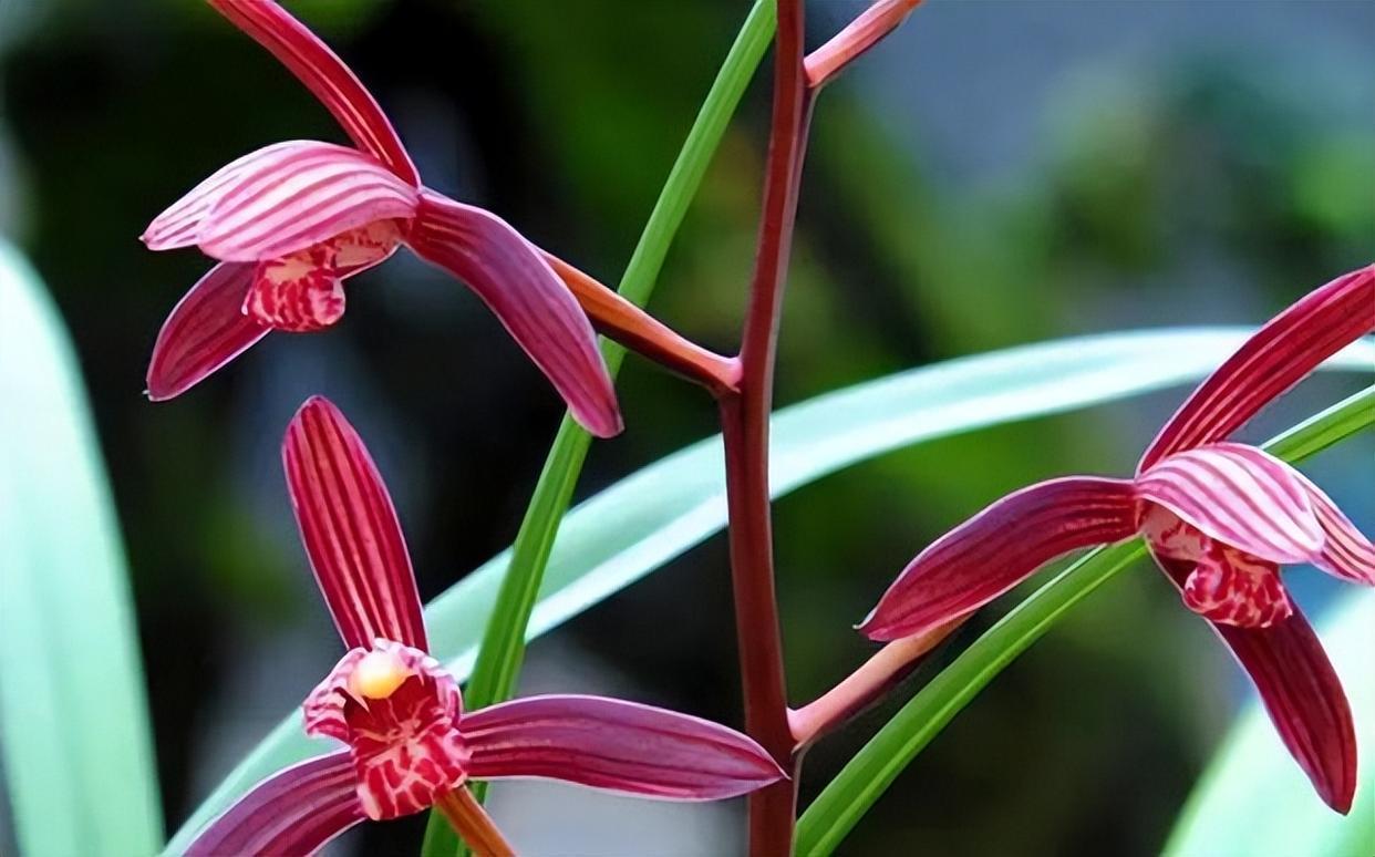 四季兰名花——墨宝,花型灵动,色艳香浓,摆一盆很高雅