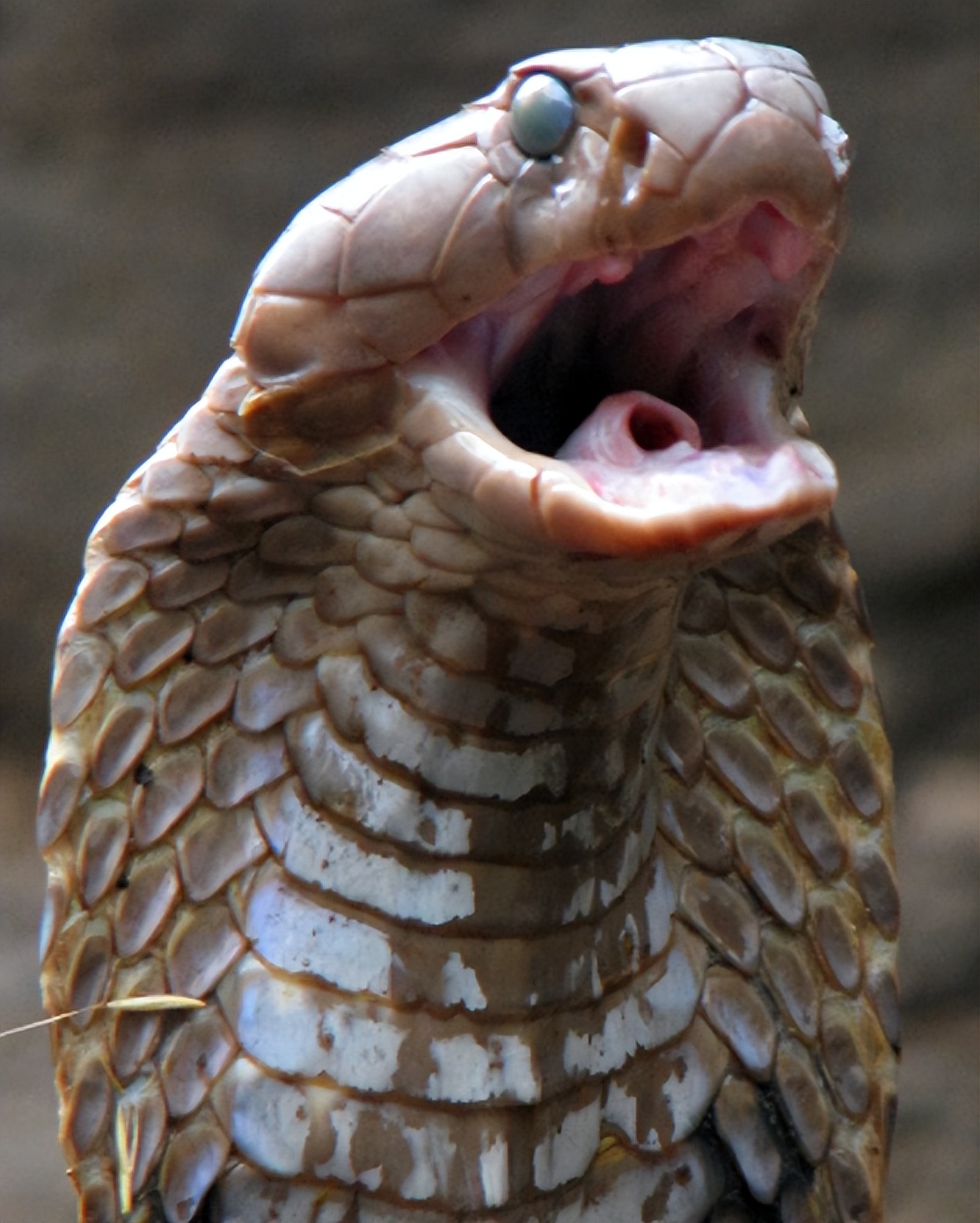 惊险!云南保山7公斤剧毒大蛇闯入民宅,连眼镜蛇都望而却步!