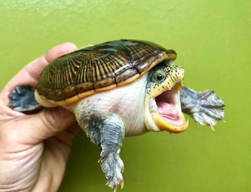巴西龟有牙齿吗图片