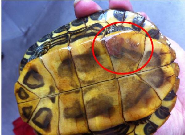 乌龟为啥得腐甲病?怎么治疗?