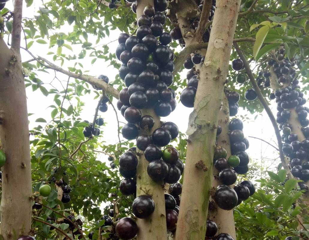 嘉宝果的功效与作用