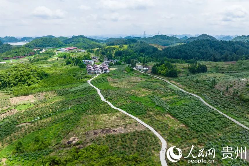 贵州安顺:朵朵白色刺梨花 绘就乡村振兴风景画