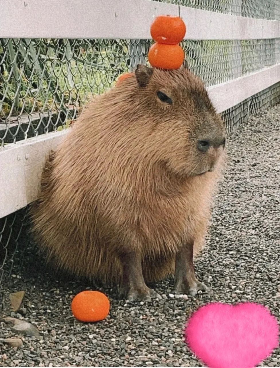 豚豚应该是生长在湿地自由自在的野生动物,而不应该是在城市里被大