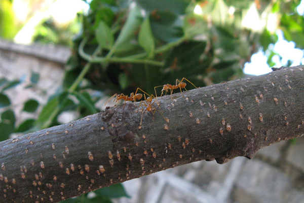 红火蚁的生态影响及防治策略,从源头上遏制危害!