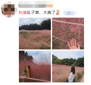 热点|“进入花田你没有花美！”景区一段硬核喊话爆火，网友：你大妈还是你大妈
