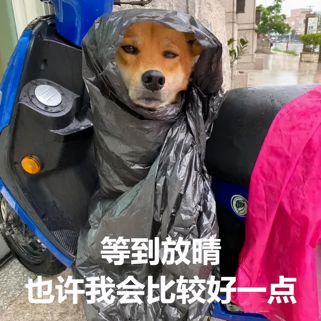 当狗子穿上铲屎官做的奇葩雨衣,笑喷了