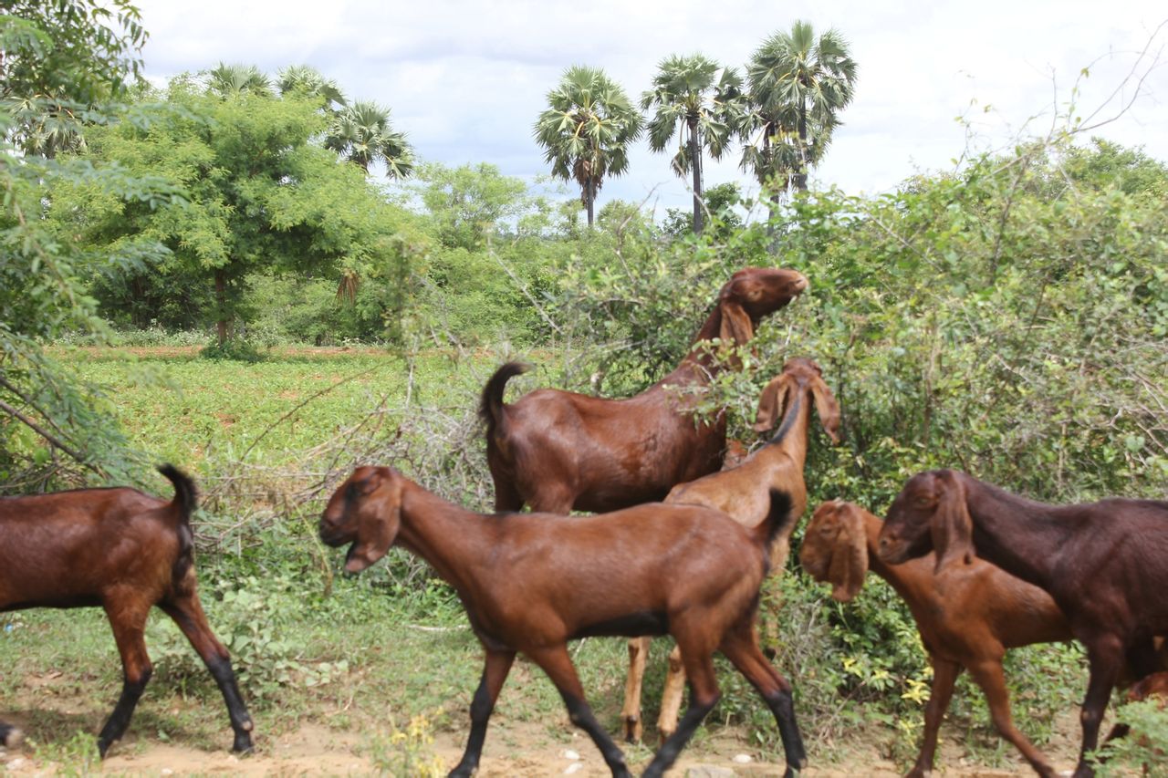 哪种颜色的努比亚山羊最好?本文讲解
