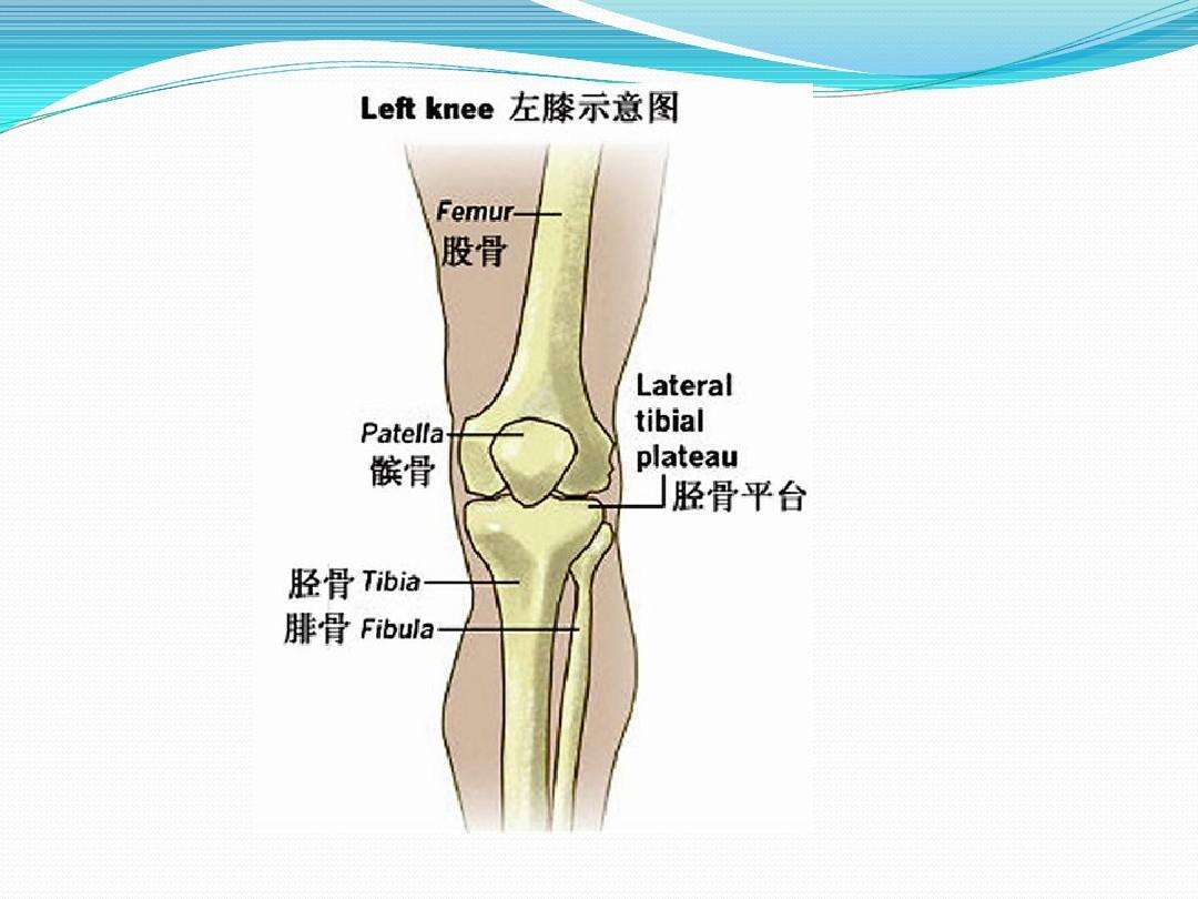 胫骨后缘的位置图图片