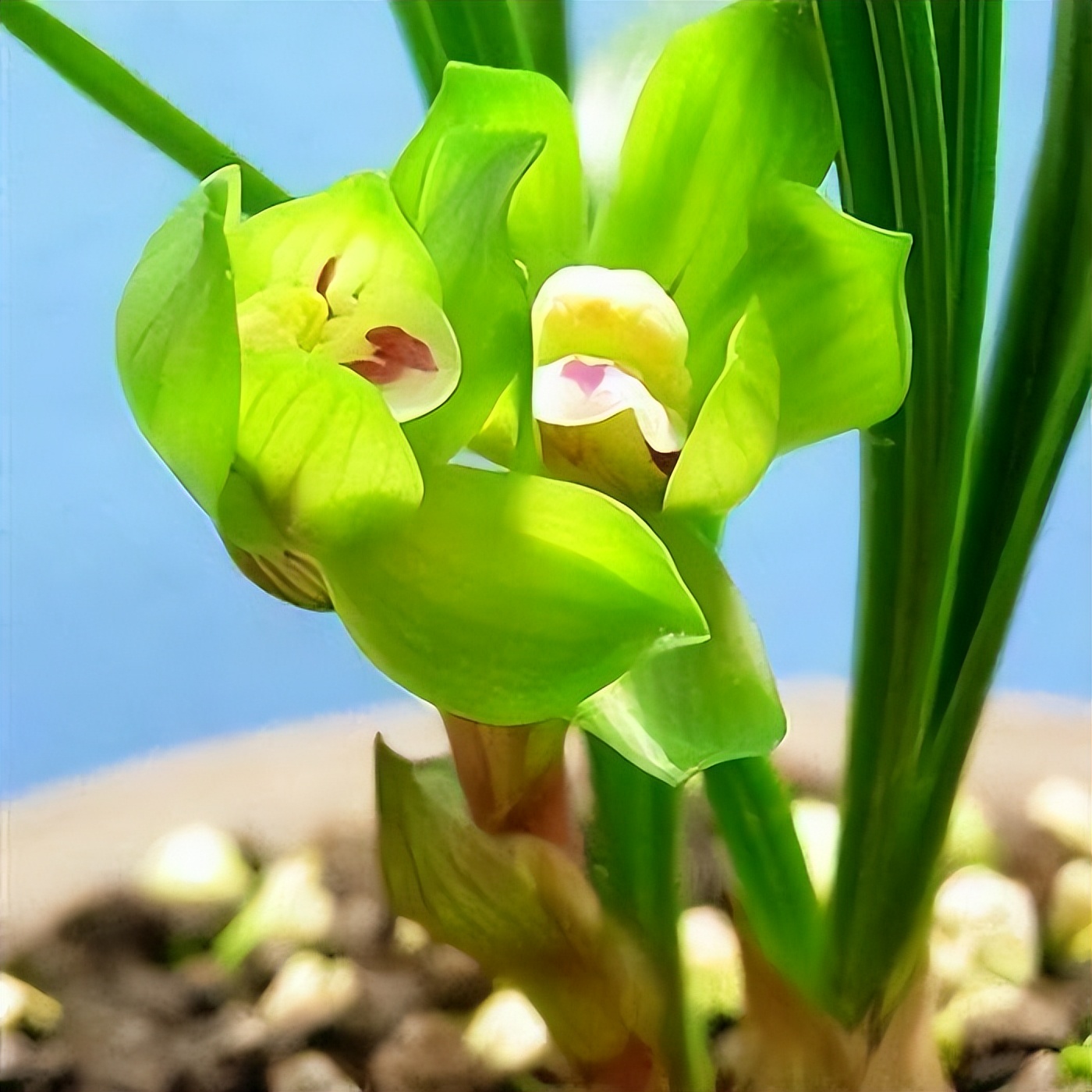 春兰皇后绿云,曾经的极品兰花,放在家中有格调,来看看