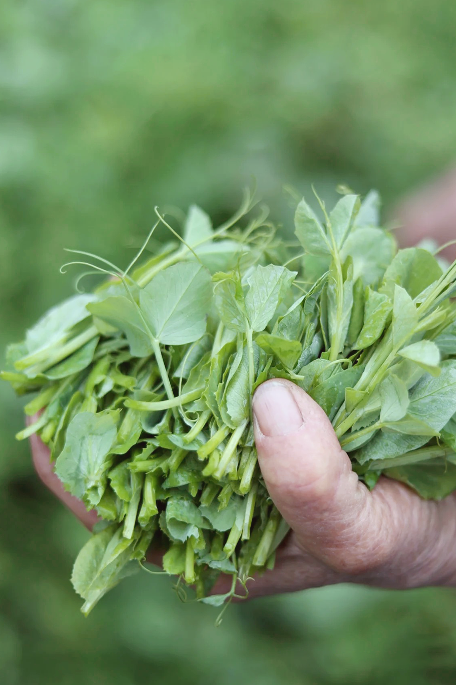 丨四川·豌豆颠儿:生命之火,冬日之光