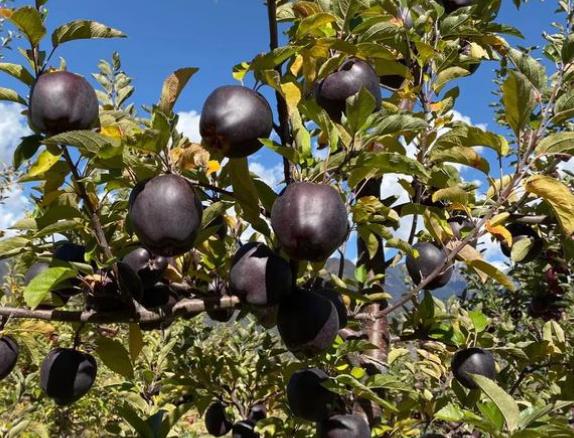 黑钻苹果,美味又营养,适合新手栽种