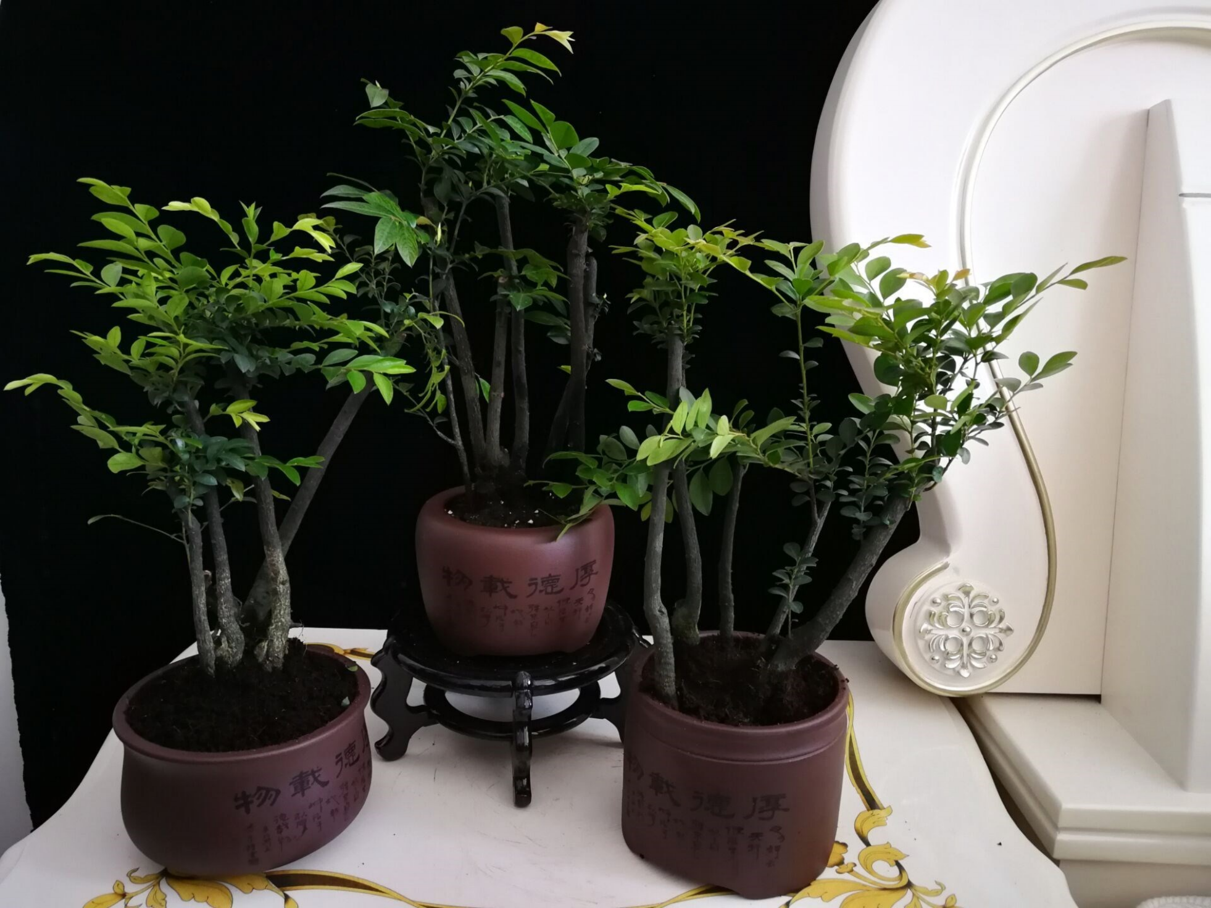 如何养殖小叶紫檀盆景?注意事项有哪些?