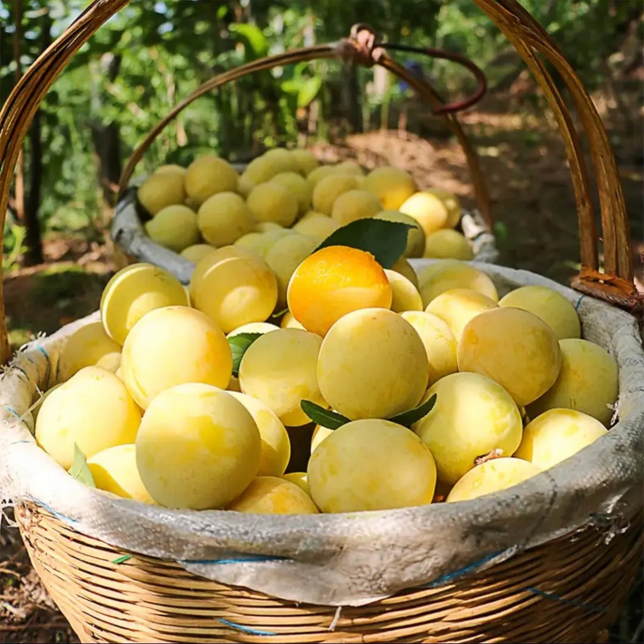 7月限定水果:四川汉源桃花李!