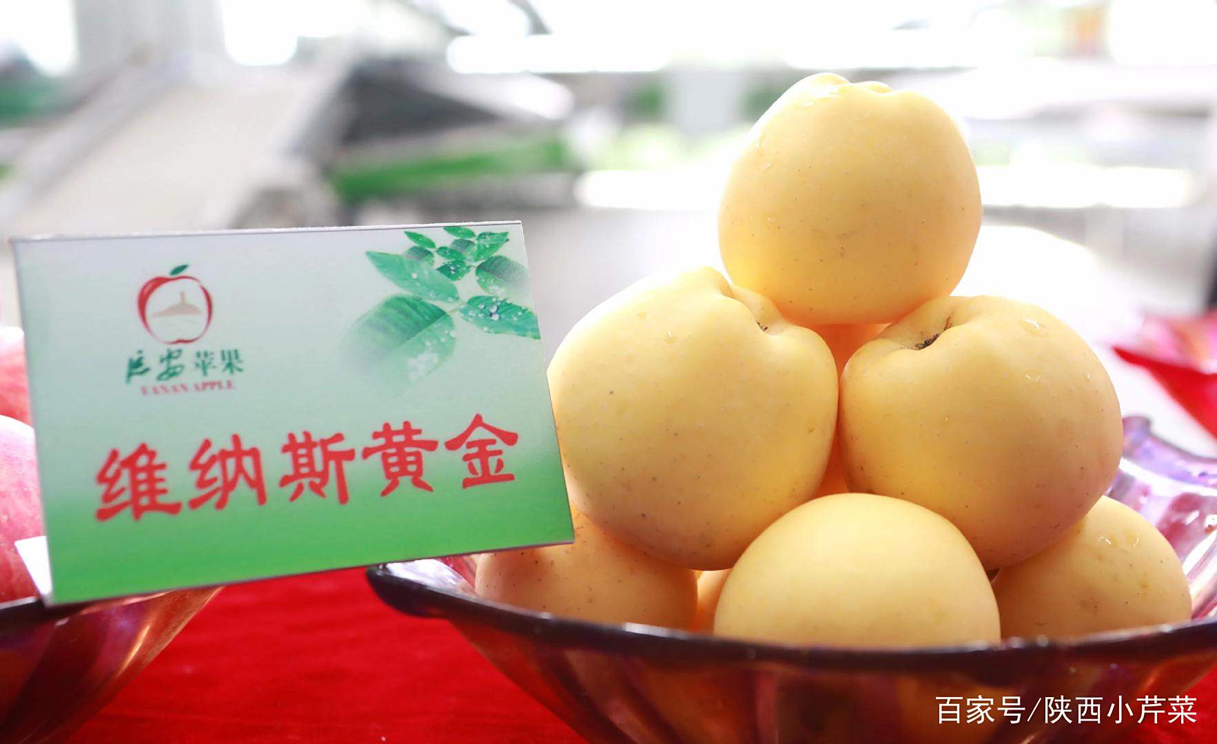 苹果最佳优生区宜川 “小苹果”成为群众增收致富的“大产业”