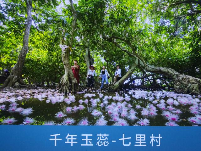 海南儋州的玉蕊花开了,怎一个美字了得