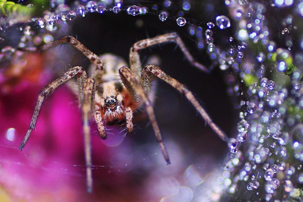 蜘蛛毒液对男生有药用价值?看完这些毒蜘蛛,默默用被子裹紧全身