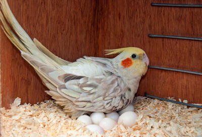 鹦鹉孵化的温度和湿度应该是多少?