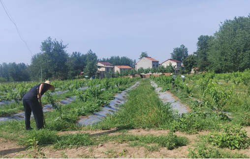 来安县张山镇:立体种植 一地双收 探索集体经济发展新模式