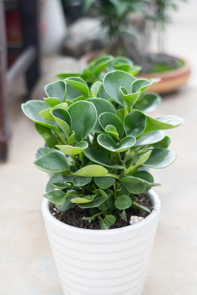 100种观叶植物|no.8 豆瓣绿养护攻略