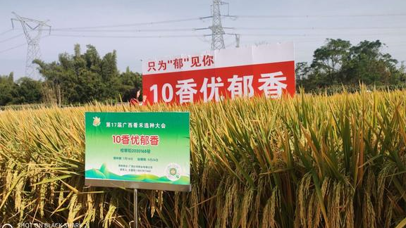 浓香型丝苗米品种10香优郁香,部颁一级米,高产稳产抗倒强