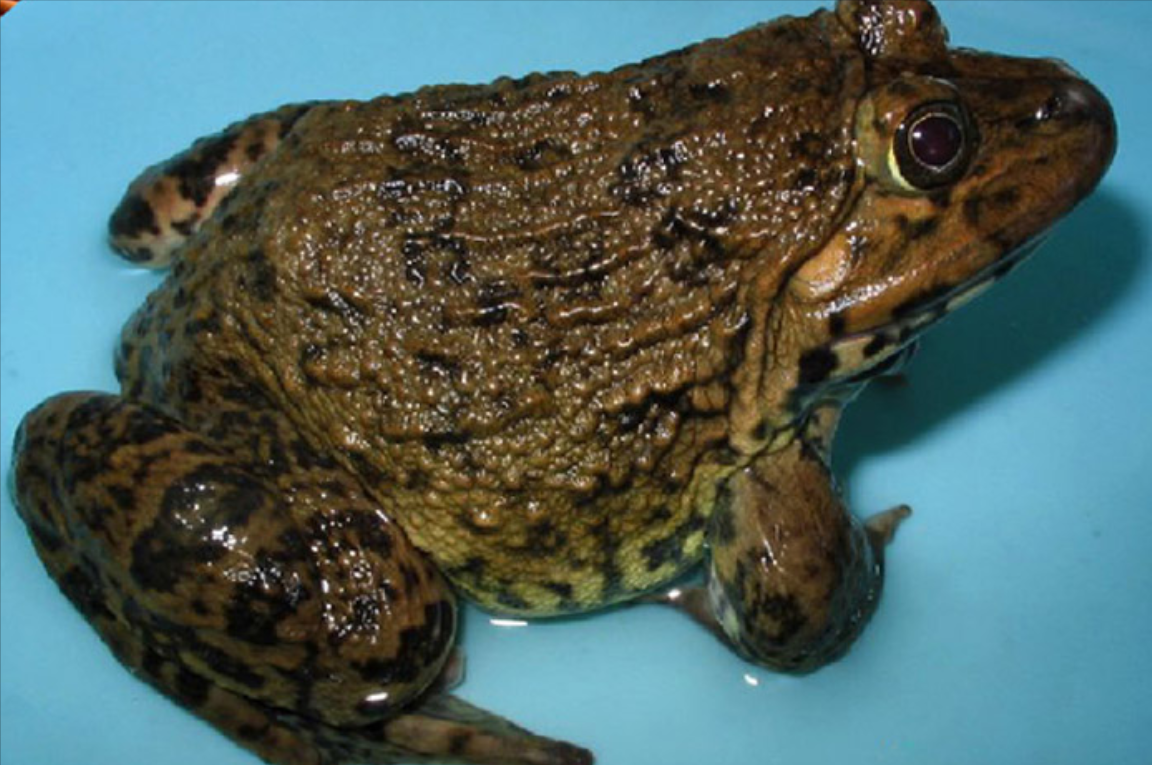 牛蛙,真的有那么害人吗?