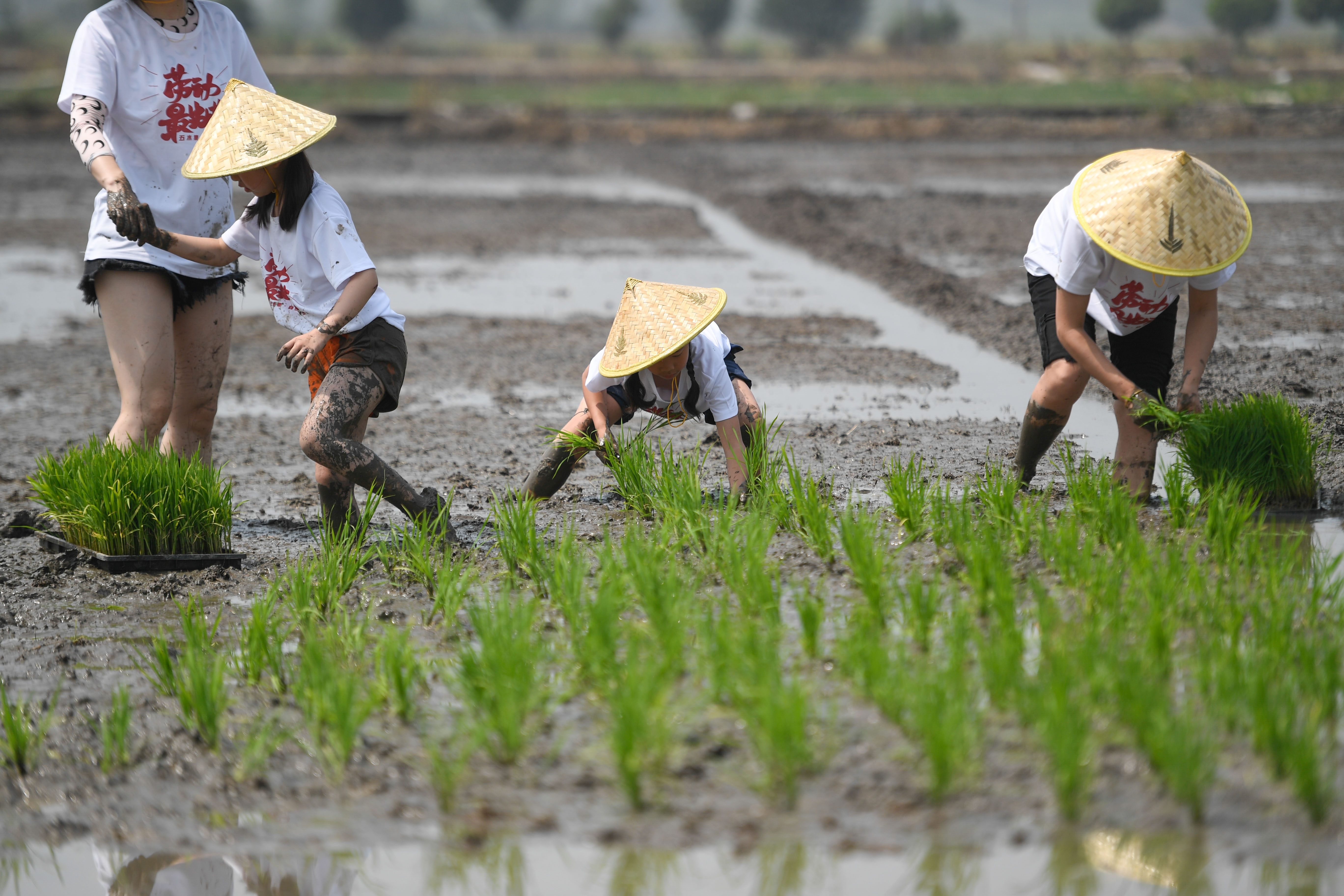 浙江湖州:亲子插秧 体验农事