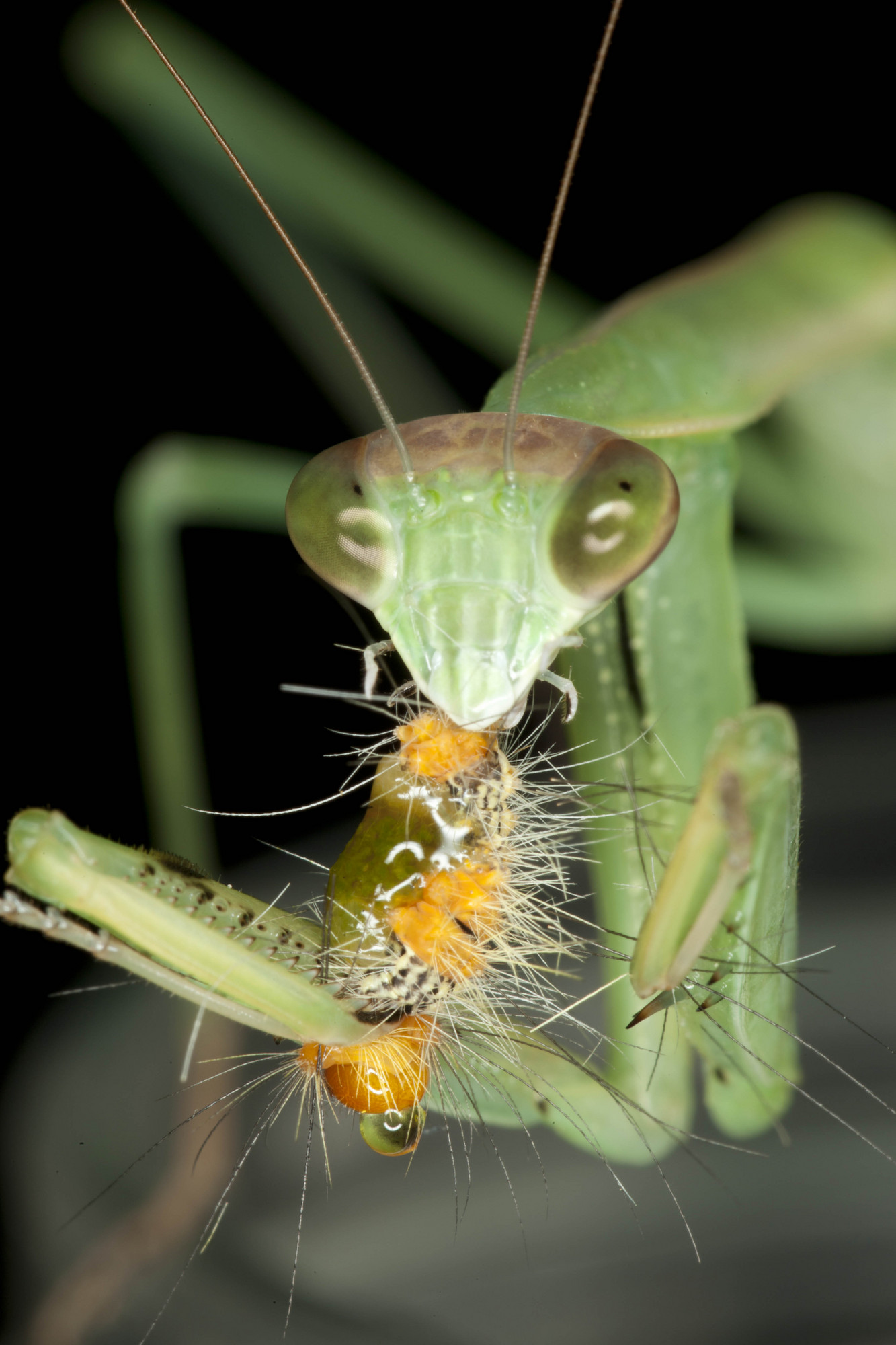 螳螂带双刀,蜻蜓会飞翔,为何许多昆虫有特长,而人类却没超能力