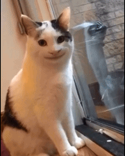 养猫原来有这么多的"好处",难怪医生都推荐养!