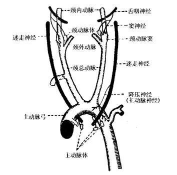 能说话就一定能呼吸?从弗洛伊德之死说起 人类颈部确实有死穴