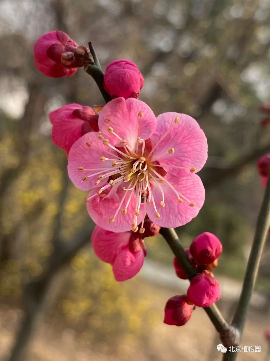 梅花是什么形状形态图片