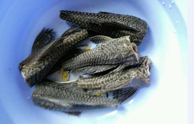 越南人居然钟爱这种食物!网友:这玩意看着很眼熟,吃完人还好吗