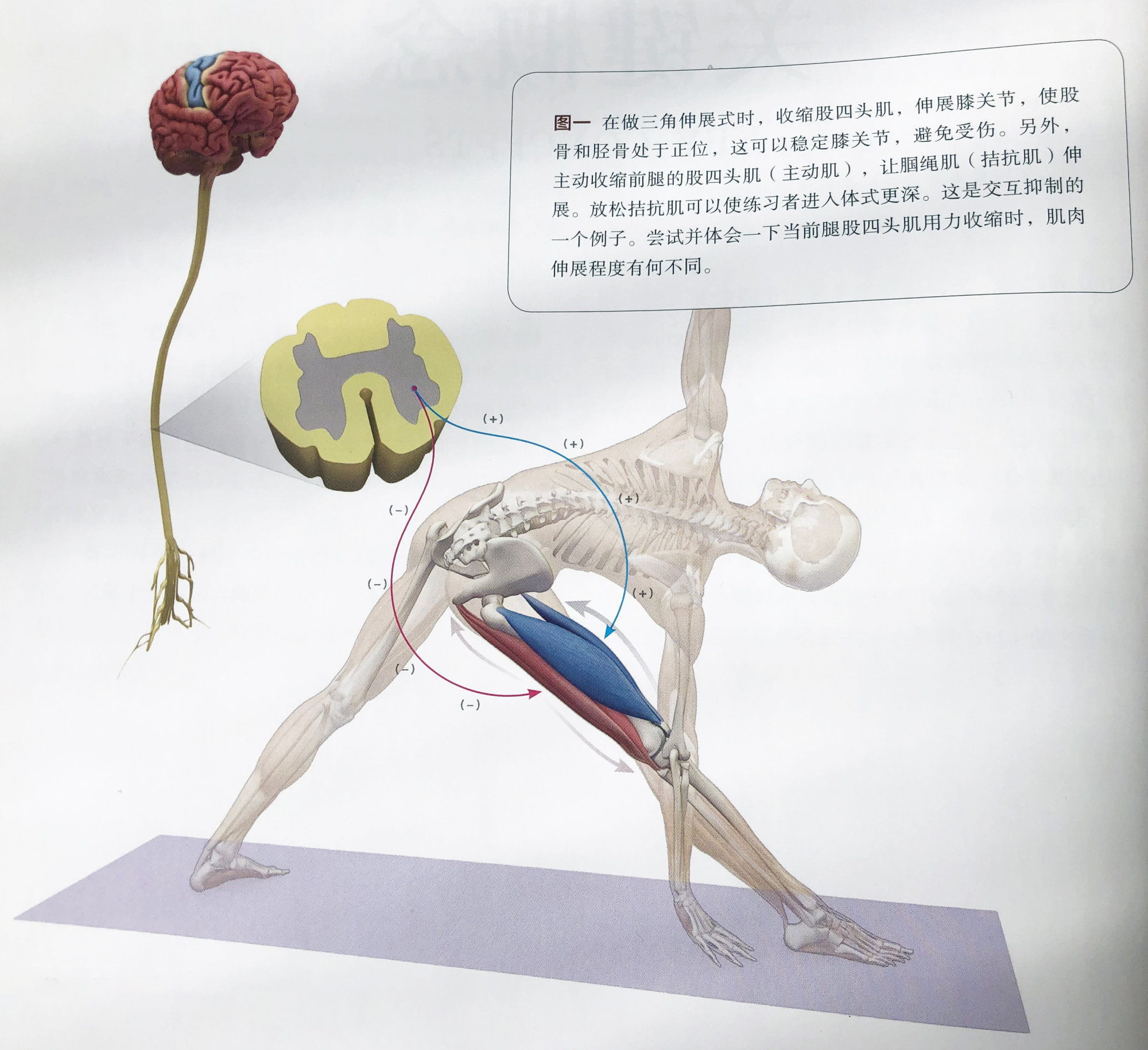 精准瑜伽解剖——主动肌和拮抗肌的关系