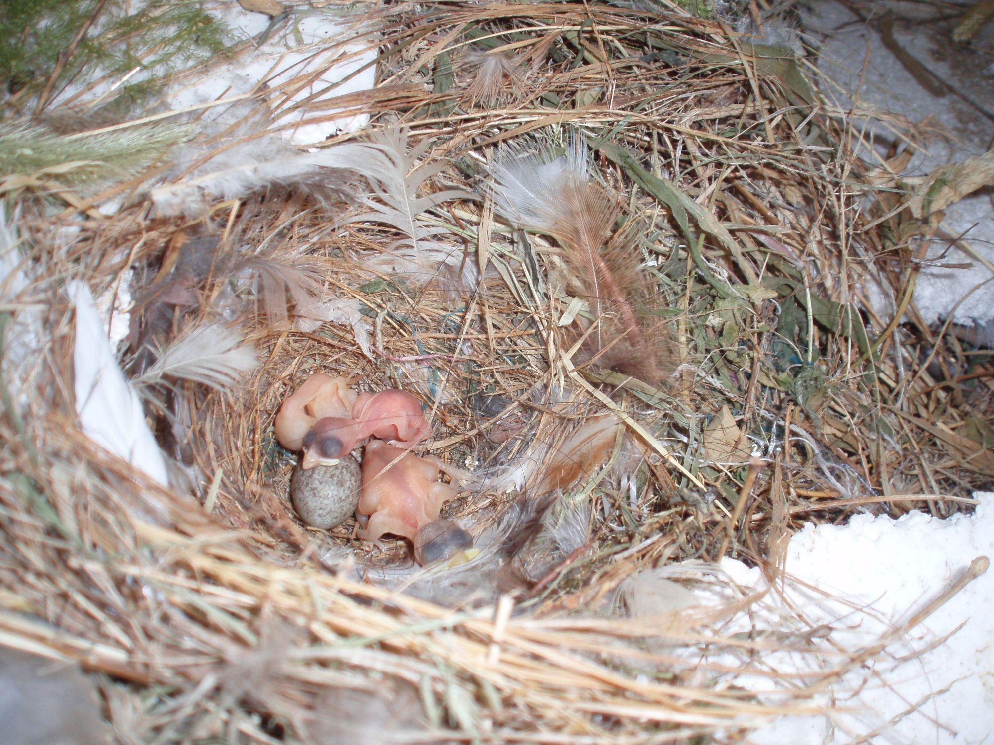 麻雀一窝可以生几个蛋?