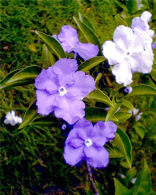 十大最美茉莉花品种