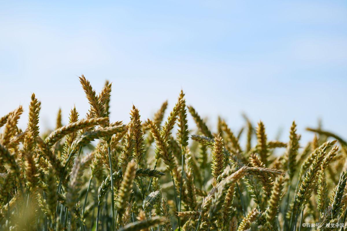 山农32小麦品种介绍