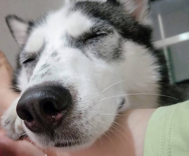 狗狗喜欢被"摸"这7个部位,你知道吗?