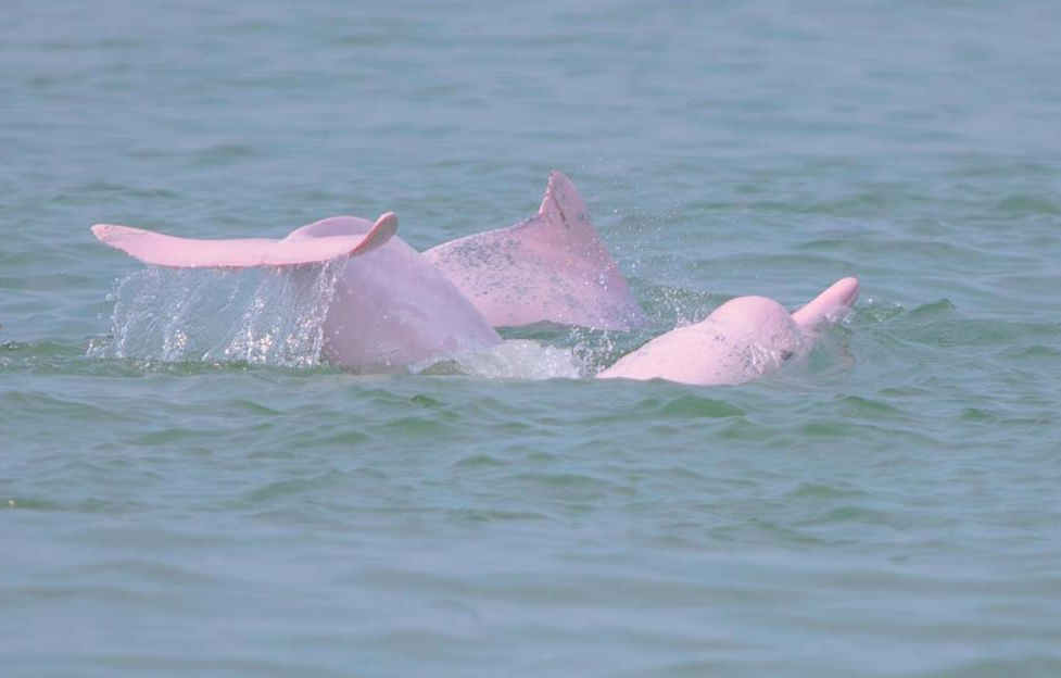 广州出现"粉红色海豚",为一级保护动物,为何专家称不是好事?