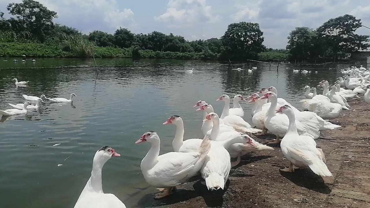 从单一养鸭模式到鱼塘养鸭模式