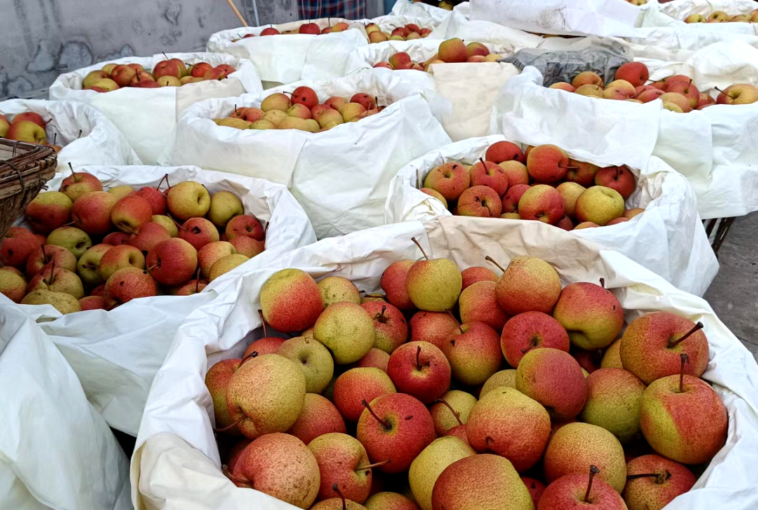 怀柔红肖梨,有个好消息!