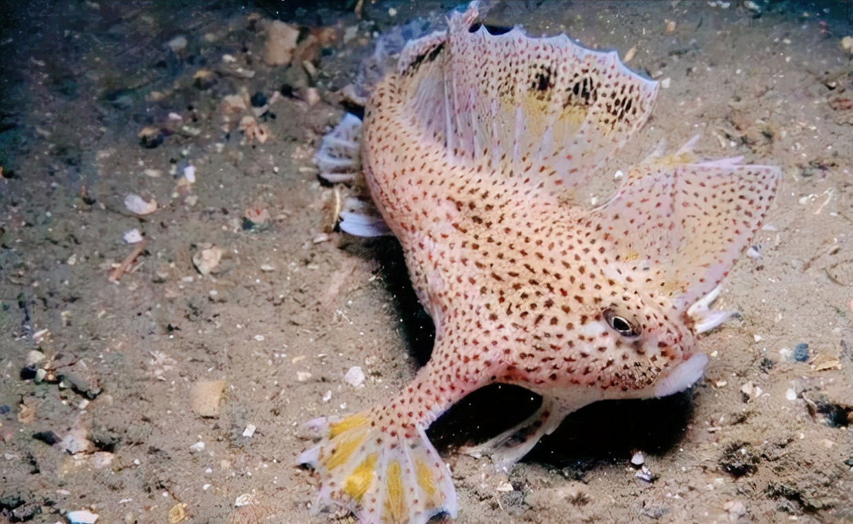 一起来看看吧,海洋深处的6种怪鱼,看看它们的长相到底有多可怕